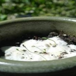 Papéis A4 de sementes várias packs com 10 folhas